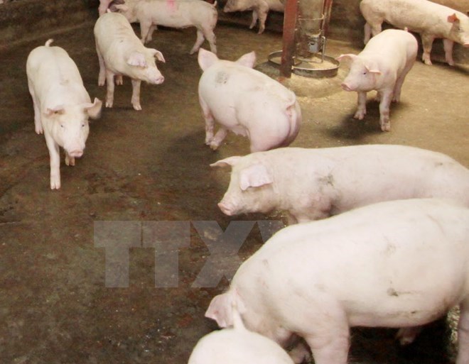 Cần x&aacute;c định r&otilde; tr&aacute;ch nhiệm nhập khẩu v&agrave; quản l&yacute; chất salbutamol