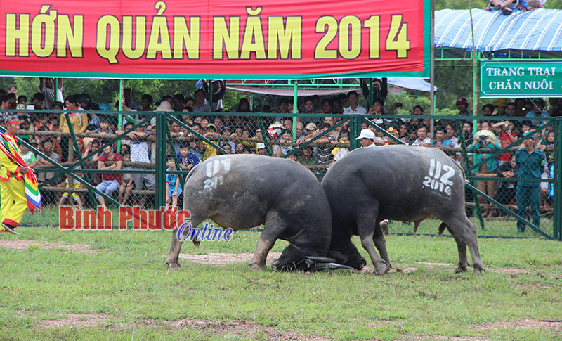Sẽ thịt trâu chọi thua cuộc ở vòng loại để bán cho du khách