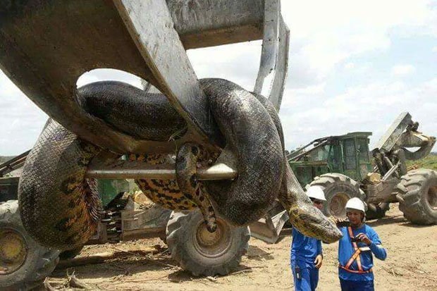 Sửng sốt với sự xuất hiện của con trăn khổng lồ dài gần 10m
