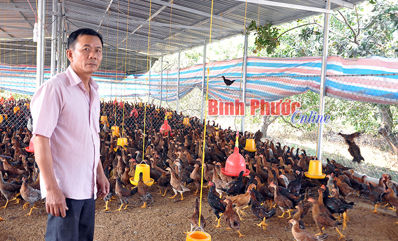 Cẩn trọng với dịch cúm H5N1 trên gia cầm