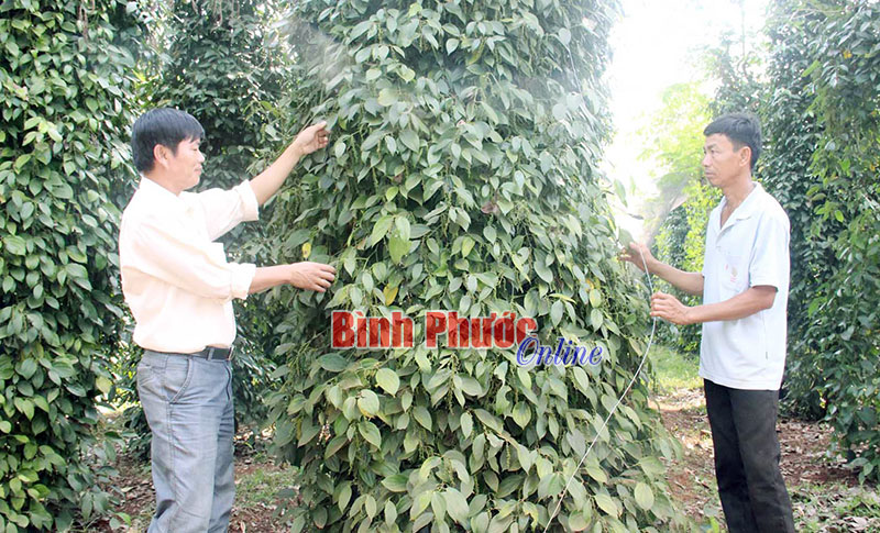  Đảng bộ x&atilde; Hưng Phước đưa nghị quyết v&agrave;o cuộc sống