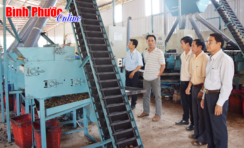 Doanh nghiệp Bình Phước chế tạo thành công máy bóc vỏ lụa hạt điều