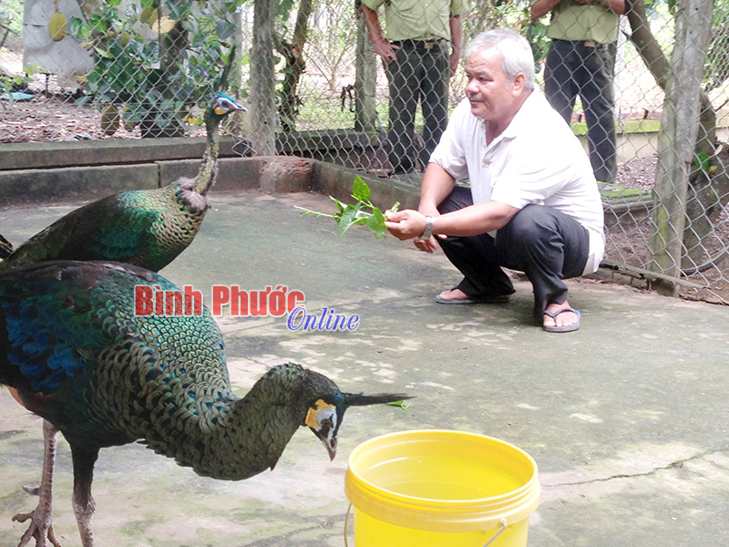 Bình Phước quản lý chặt các hộ nuôi, nhốt động vật hoang dã