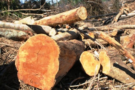 Ph&aacute;t hiện khai th&aacute;c tr&aacute;i ph&eacute;p 6 c&acirc;y cẩm lai, 1 c&acirc;y g&otilde; đỏ