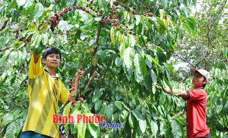 Đưa nghị quyết của Đảng v&agrave;o cuộc sống ở B&igrave;nh Sơn: Khi quyết s&aacute;ch hợp l&ograve;ng d&acirc;n