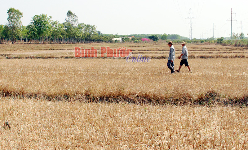 Đối mặt với El Nino (Bài 3)