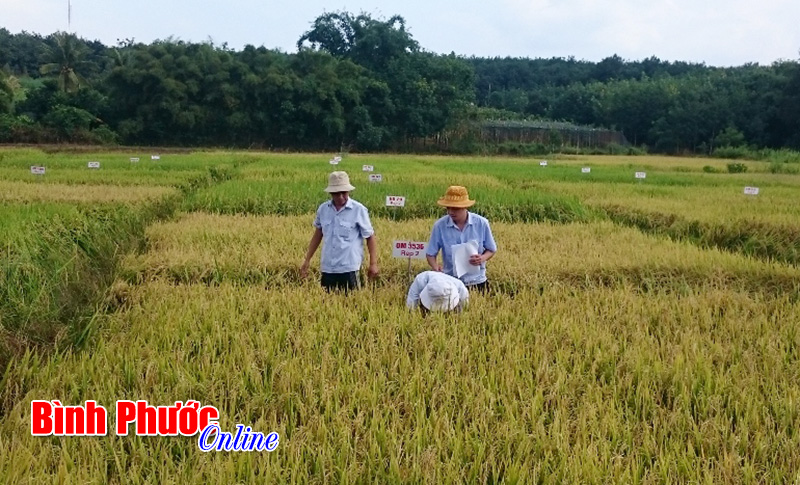 Giống lúa VN121 - niềm hy vọng mới ở vùng thiếu nước