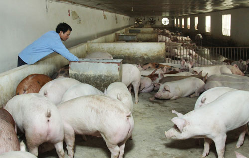 Nhà nông tích cực chăm heo bán dịp tết