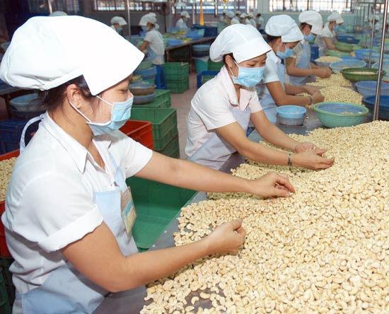 Ngành chế biến hạt điều trước bài toán hợp tác