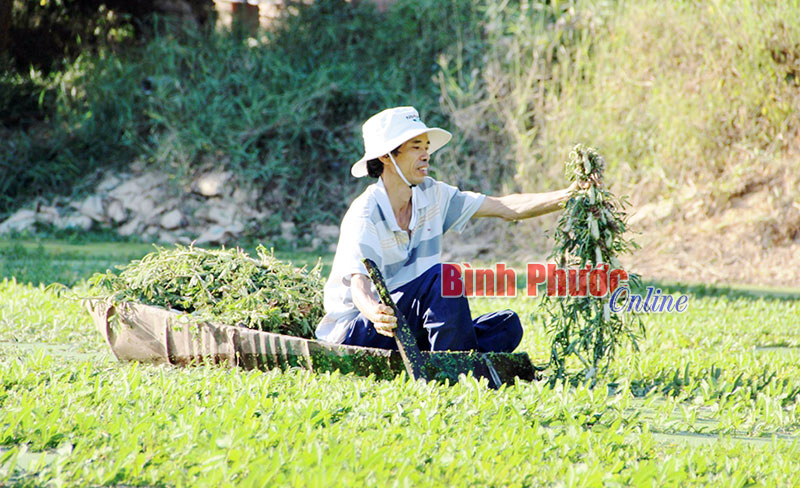 Khi nhà nông dám nghĩ và dám làm