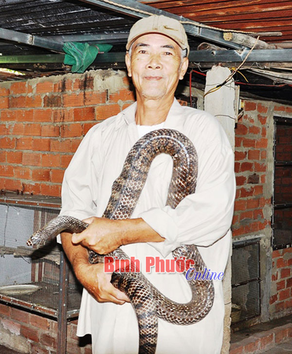 Lão nông 70 tuổi nuôi rắn làm giàu