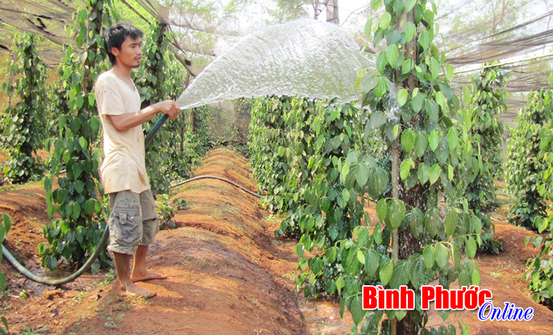 Liên kết trồng tiêu sạch vì lợi ích môi trường và sức khỏe cộng đồng