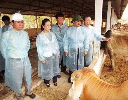 Nội dung kiểm dịch trâu, bò trước khi nhập khẩu