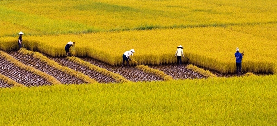 Giảm 218,31 nghìn ha đất trồng lúa