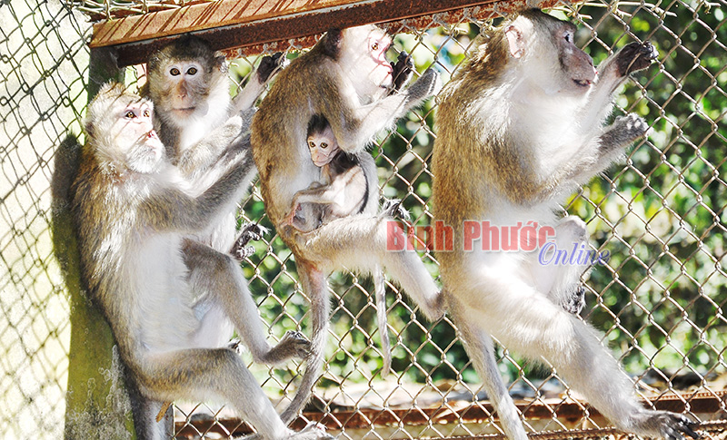 Năm Thân thăm trại khỉ lớn nhất Đông Nam bộ