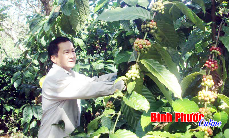 Ngậm ngùi cà phê