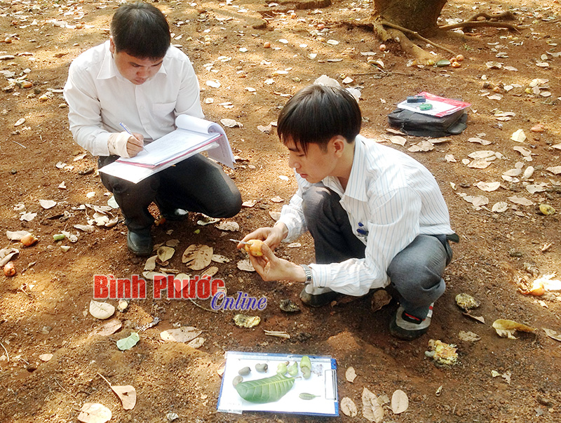 Ngành điều Bình Phước trước thời cơ và thách thức mới - Bài 1