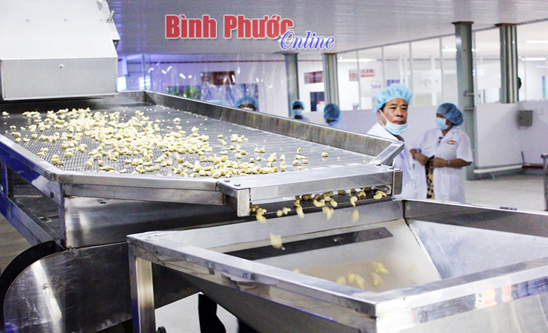 Ngành điều Bình Phước trước thời cơ và thách thức mới - Bài cuối