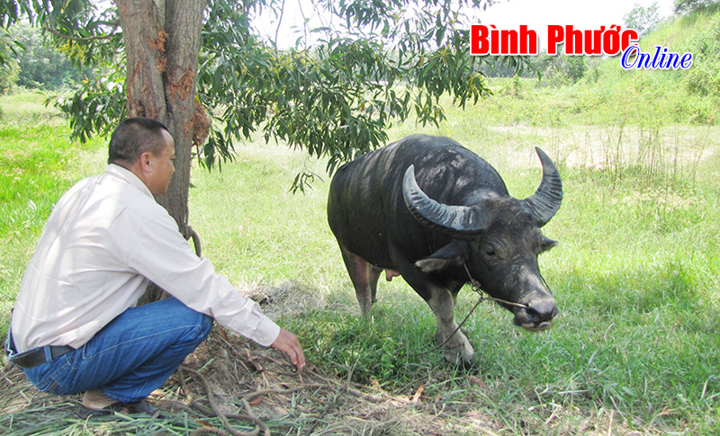 Nghề nuôi trâu chọi