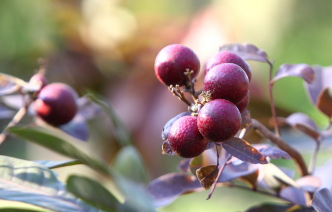 Nhãn tím ngày càng hút khách 