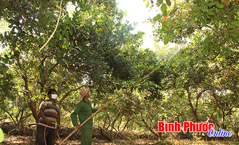 Nông dân chuẩn bị cho vụ điều bội thu