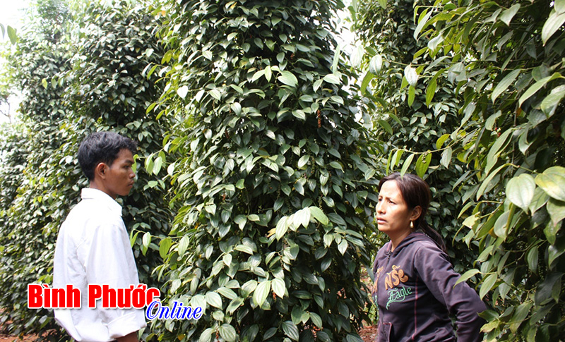 Quý 1/2016 sẽ hoàn thiện quy trình sản xuất GAP cho hồ tiêu