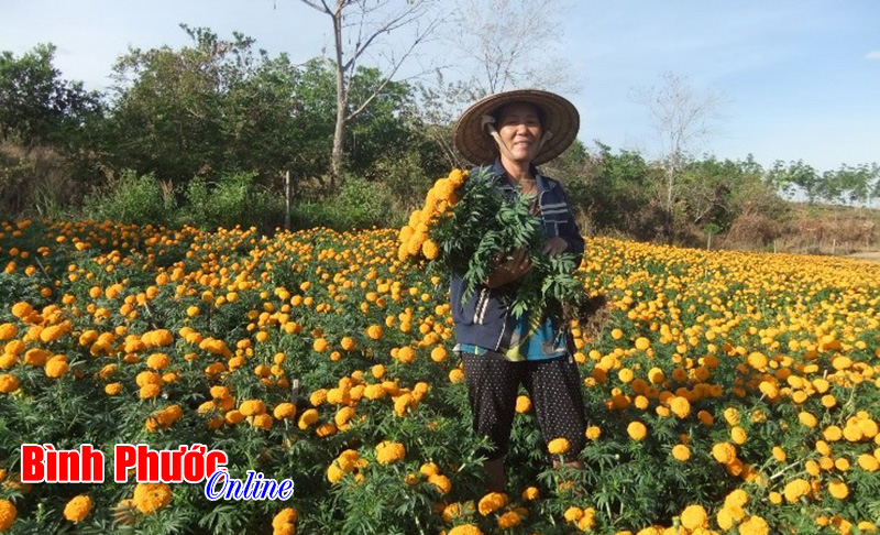 Sắc xuân Bình Phước