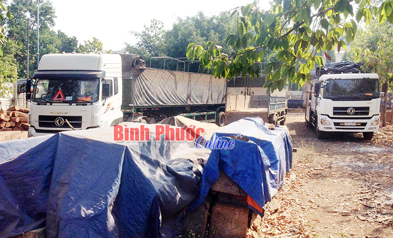 Tạm giữ 395 l&oacute;ng gỗ gi&aacute;ng hương v&igrave; thiếu giấy tờ