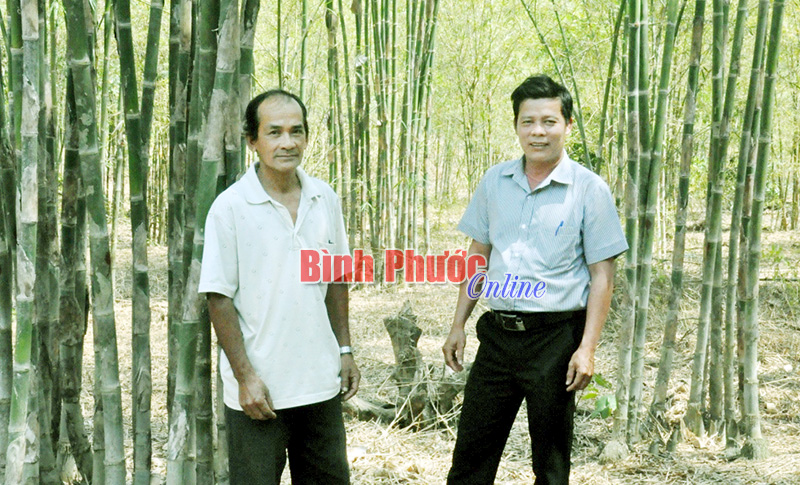 Ở vùng nắng hạn có thể làm giàu từ cây tầm vông