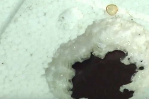 Yêu cầu xác minh thông tin dầu cá Omega-3 Trung Quốc bào mòn xốp