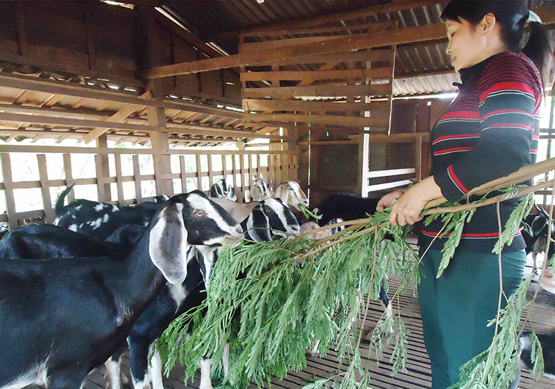 Nuôi dê tận dụng phụ phẩm từ cây trồng ở Lộc Quang