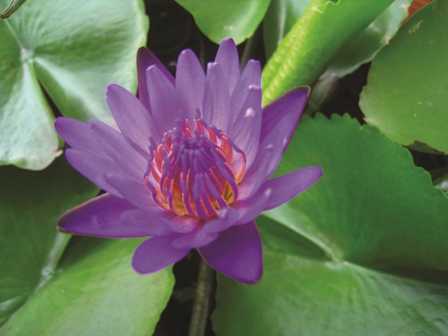 Thuốc quý từ những loài hoa của sông nước miền Tây