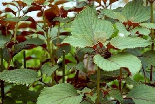 Tía tô là thần dược cứu người khỏi bàn tay tử thần