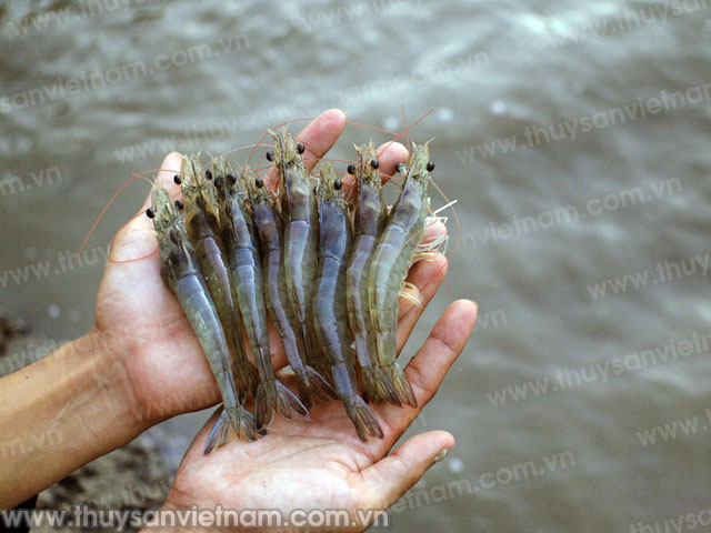 Lạm dụng hóa chất, kháng sinh trong nuôi thủy sản đã đến mức báo động