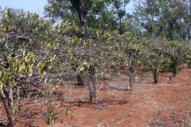 Giải pháp chống hạn cho càphê, hồ tiêu ở Đông Nam Bộ và Tây Nguyên