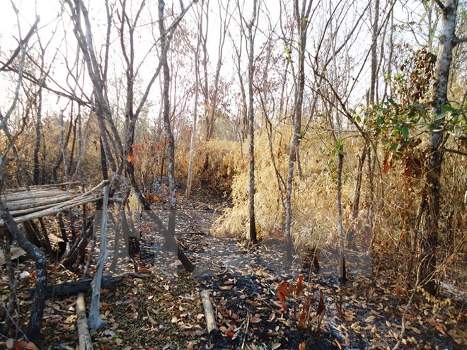 Rừng phòng hộ Dầu Tiếng liên tục bị cháy, hơn 90 ha bị thiêu rụi