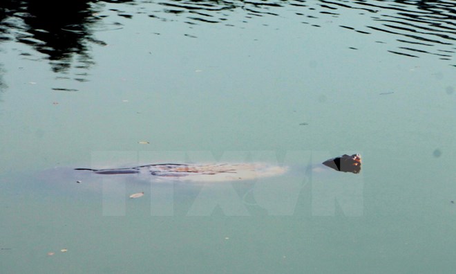 X&aacute;c cụ R&ugrave;a Hồ Gươm sẽ được đưa v&agrave;o Bảo t&agrave;ng Thi&ecirc;n nhi&ecirc;n Việt Nam