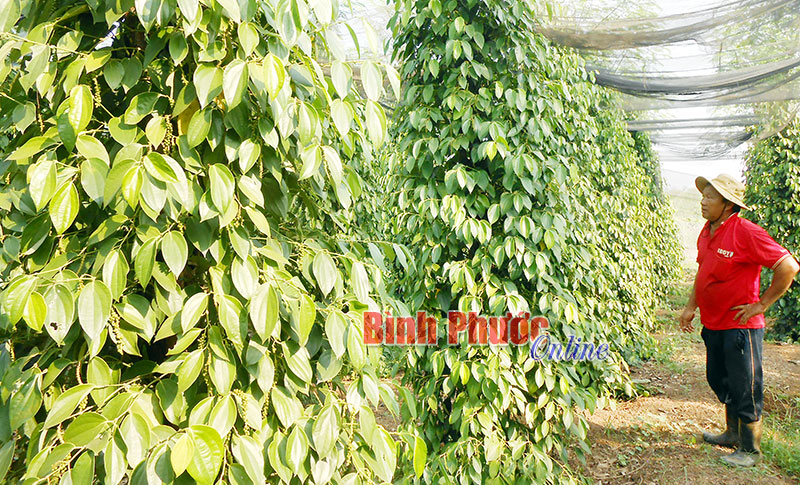 Hồ tiêu 2016: Vì sao mất mùa nhưng sản lượng vẫn cao?