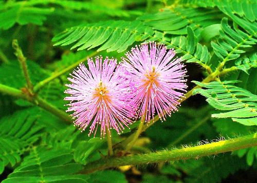 Hết đau nhức xương khớp trong 5 ngày nhờ cây xấu hổ