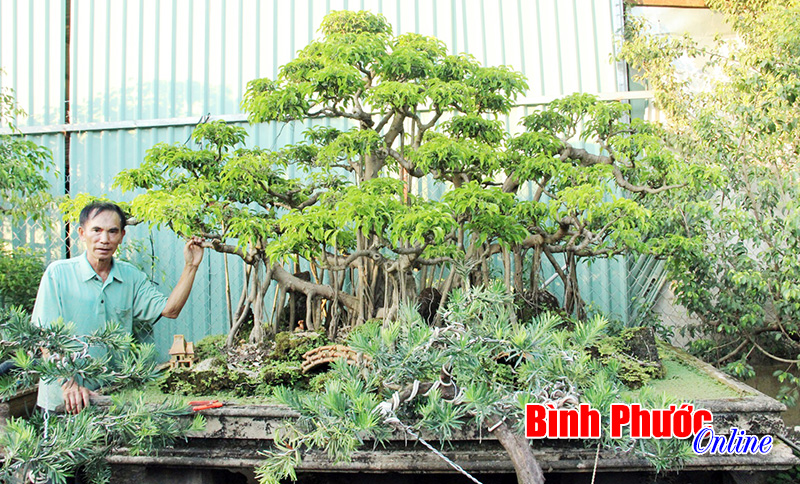 Niềm đam m&ecirc; c&acirc;y cảnh của một nghệ nh&acirc;n