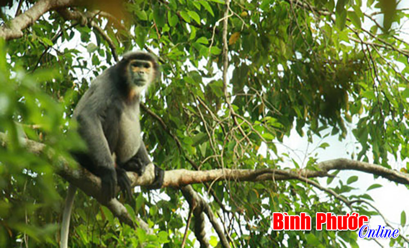 Vườn quốc gia Bù Gia Mập - khu rừng vàng của đất nước