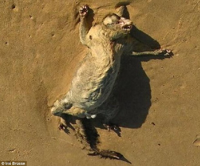 Bí ẩn xung quanh xác chết của động vật kỳ lạ trên bờ biển