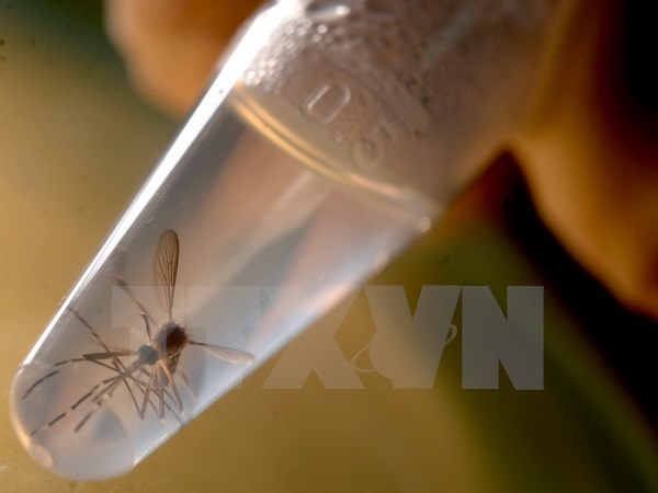 Colombia thông báo 3 trường hợp tử vong do biến chứng Zika