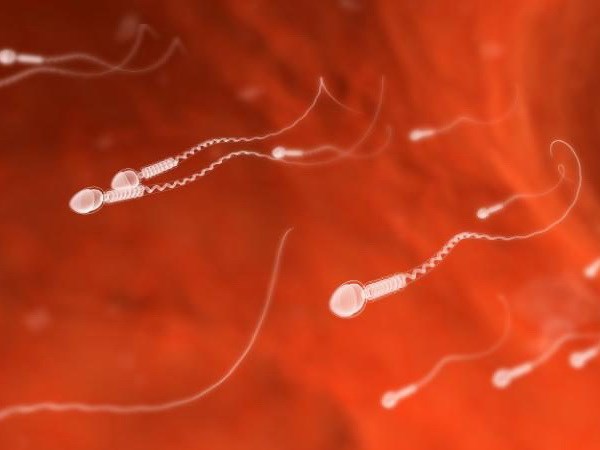 Bước đột phá mới giúp tạo ra tinh trùng từ tế bào da người