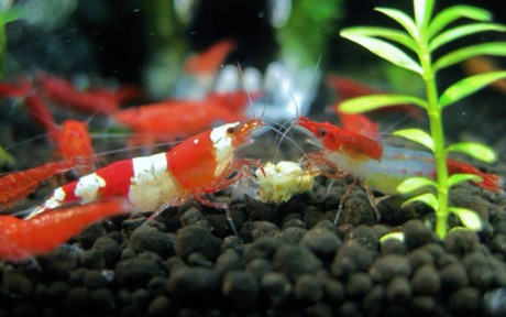 T&eacute;p cảnh tiền triệu khiến d&acirc;n chơi sinh vật cảnh ph&aacute;t sốt