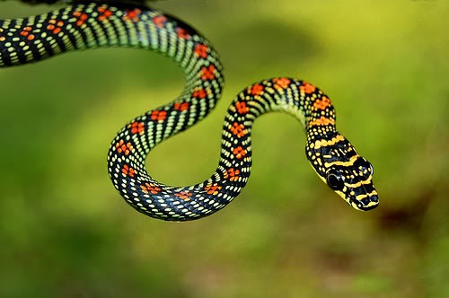 7 loài rắn “ám ảnh kinh hoàng” nhất thế giới