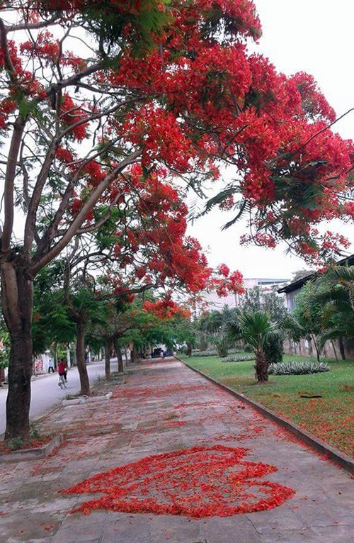 Ngỡ ng&agrave;ng m&ugrave;a hạ