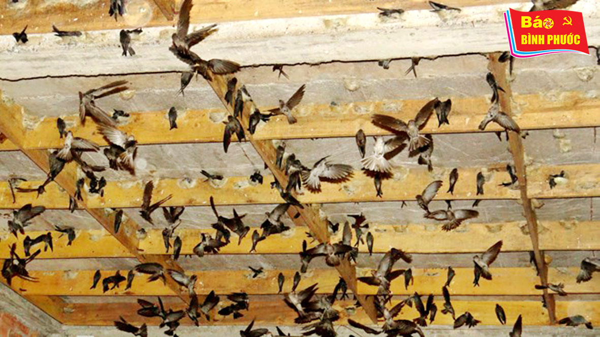 [Video] Trần Tuấn Anh làm giàu từ mô hình nuôi chim yến