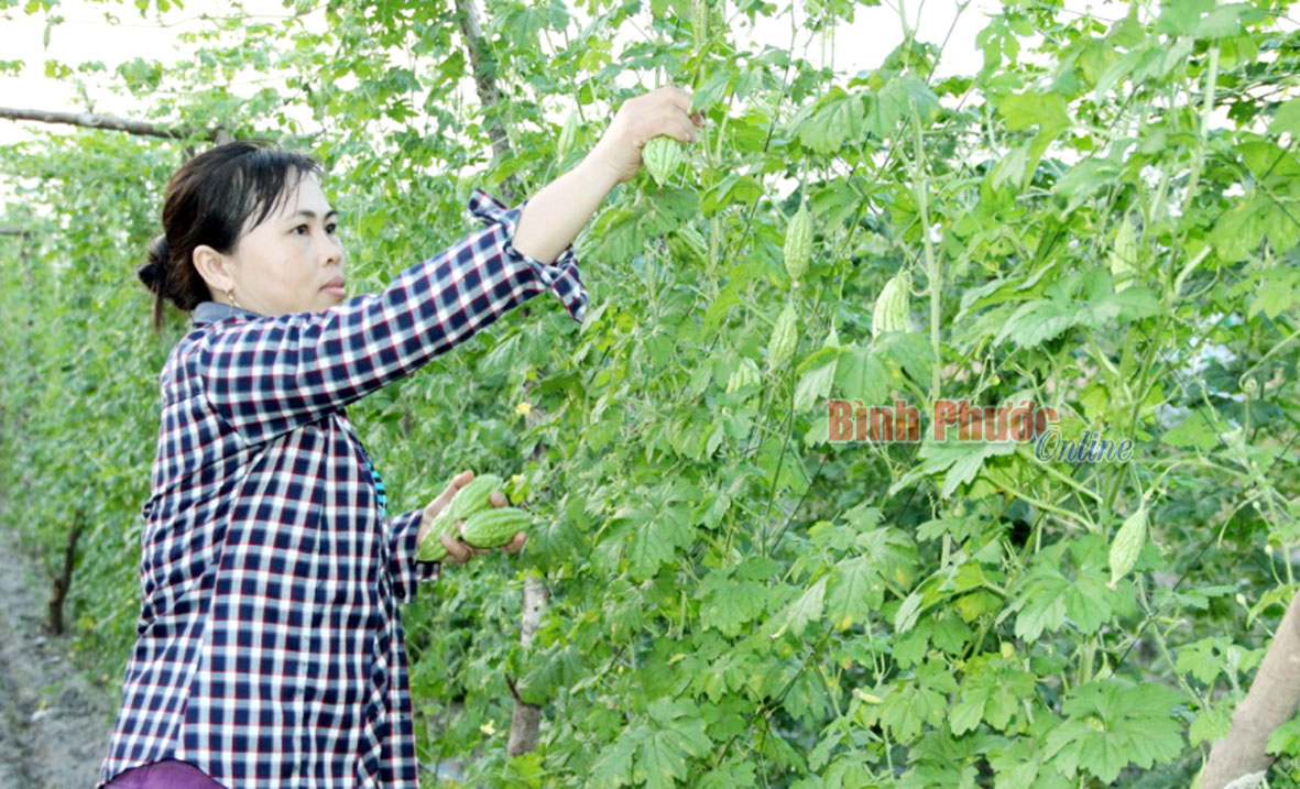 Cơn mưa “giải hạn” mùa nắng nóng