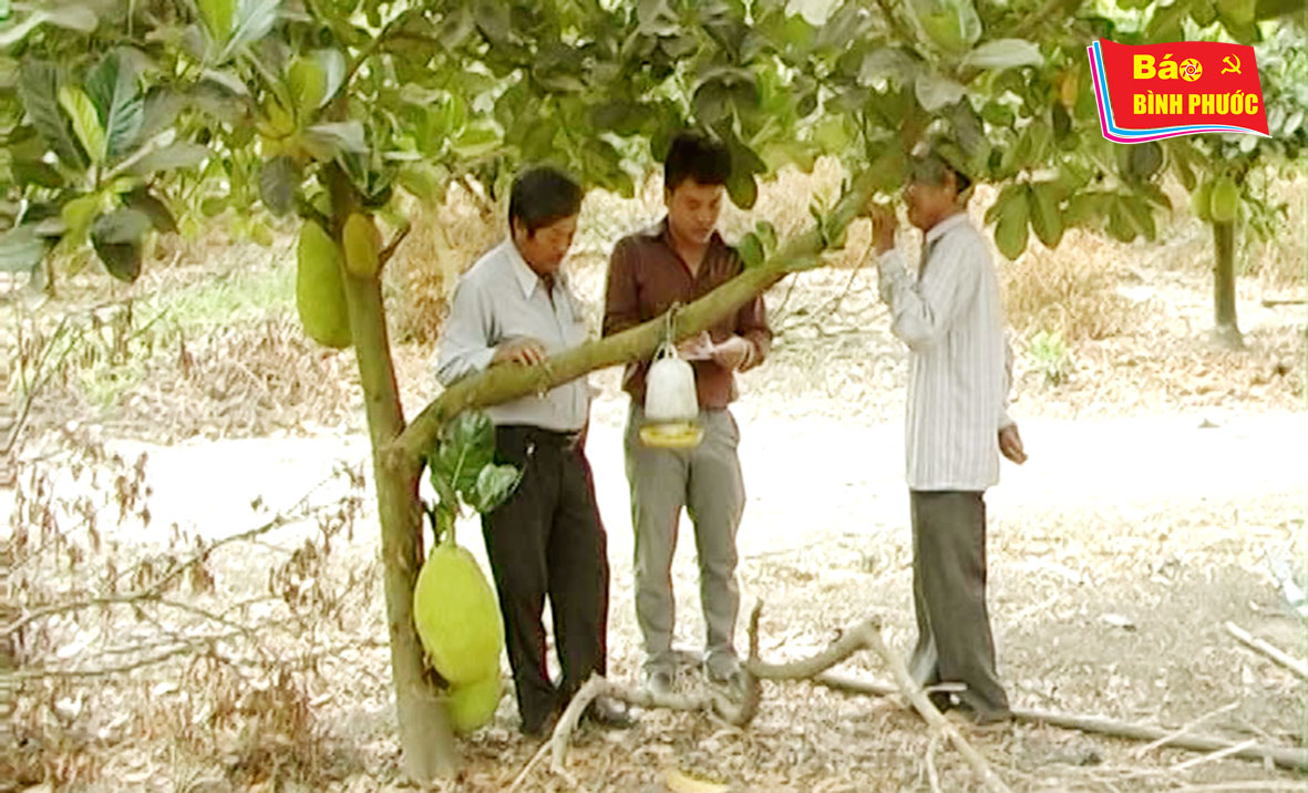 [Video] Ông Mai Văn Cúc - Lão nông dân đam mê sáng tạo